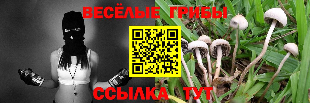 Псилоцибиновые грибы Psilocybine cubensis Ярцево